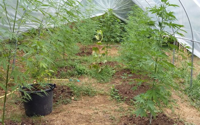 40enne di Melazzo arrestato per coltivazione di droga