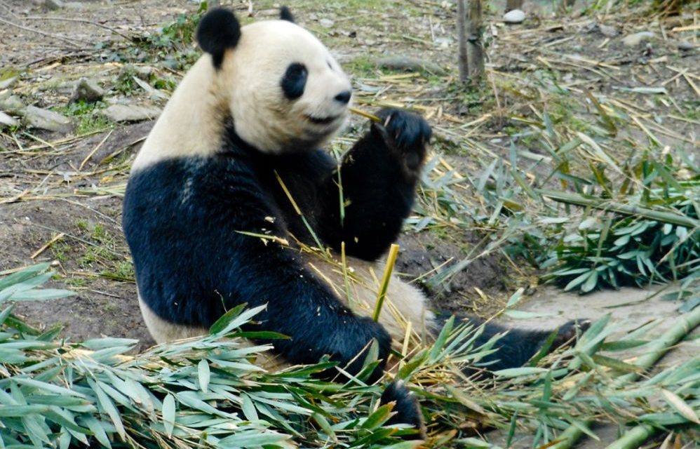 Garante degli animali, la risposta del Comune di Tortona solleva diversi dubbi e perplessità