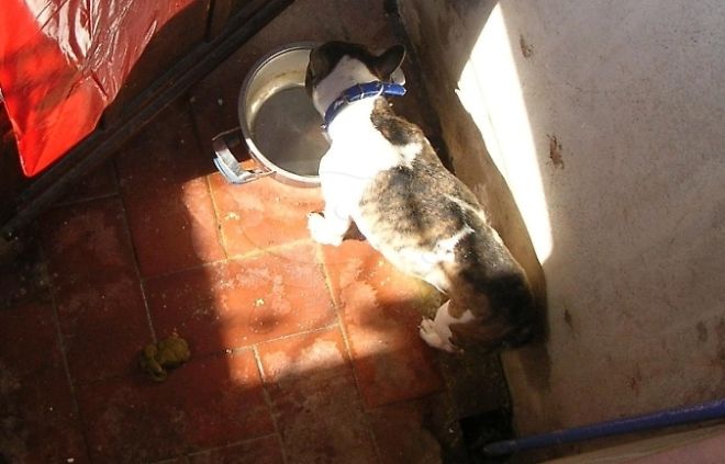 Una donna dell’Uruguay lascia un cane al buio senza acqua e cibo per 28 ore, denunciata