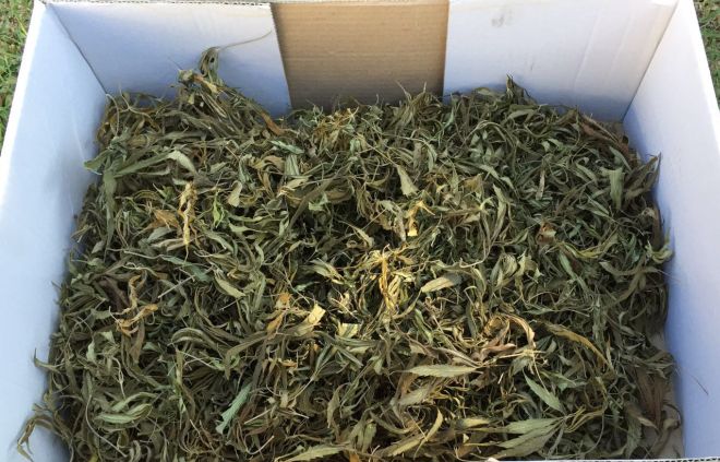 La Finanza di Acqui scopre una piantagione di canapa indiana in una casa