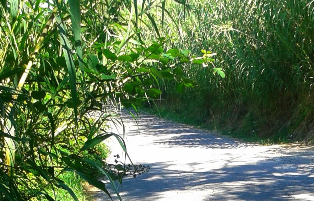 Le strade alla periferia di Tortona piene di erba e quasi impraticabili. Le immagini