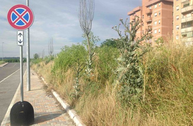 Problemi sulla manutenzione del verde ad Alessandria?