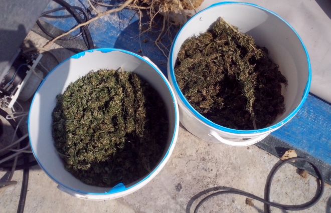 Cassine, coltiva droga in terrazzo, arrestato dalla Finanza