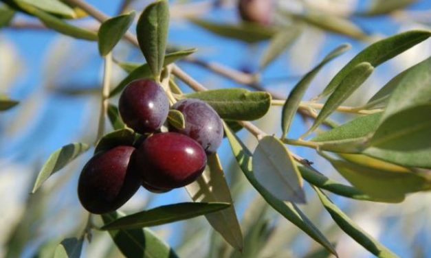 Secondo la Coldiretti l’oliva taggiasca deve essere solo ligure