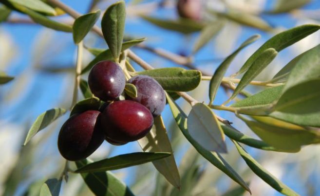 Sabato a Taggia prende il via una campagna di comunicazione a favore dell’oliva taggiasca