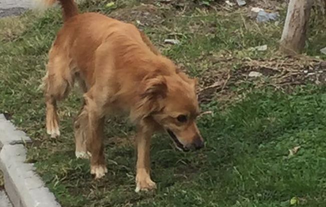 Diano Marina, il cane scappa di casa, ritrovato grazie a una foto su Facebook