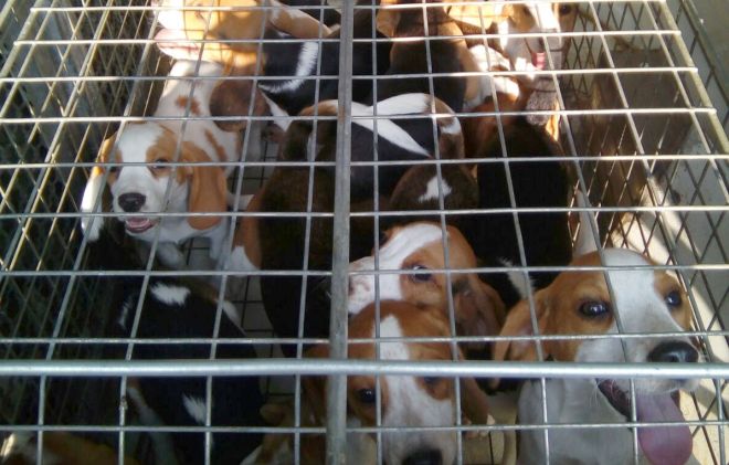 Sono andati alla Cascina Rosa di Alessandria i cani Beagle di Pareto