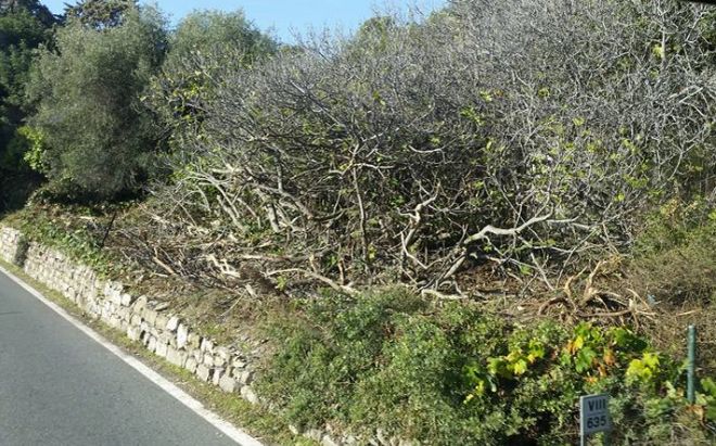 Polemica sui lavori di pulizia tra Cervo e Andora: “La flora è stata deturpata hanno distrutto le Agavi che ci invidiano in tanti”