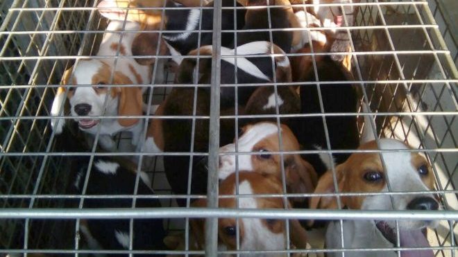 Le Guardie zoofile di Alessandria salvano 8 cani, due gatti, un cavallo e una capra