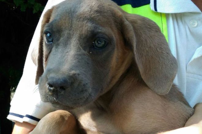 Alessandrini e Imperiesi adottate i cani sottratti a un canile abusivo di Genova. L’appello della Polizia locale di Ronco Scrivia