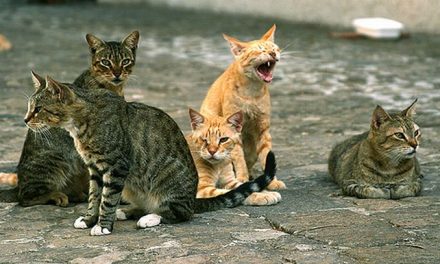 Tortona, atti vandalici al Gattile Passalacqua: porte scassinate e i gatti scappano in giro per la frazione