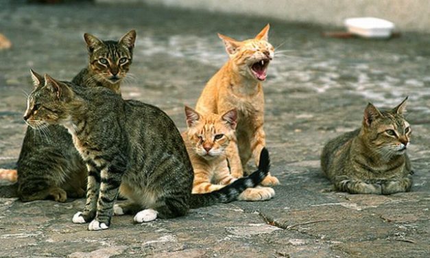 A Diano Marina ci sono ben 7 colonie feline, ma adesso il Comune cerca 3 mila euro per sterilizzare 50 gatti
