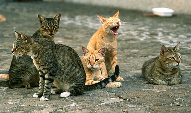 A Diano Marina ci sono ben 7 colonie feline, ma adesso il Comune cerca 3 mila euro per sterilizzare 50 gatti