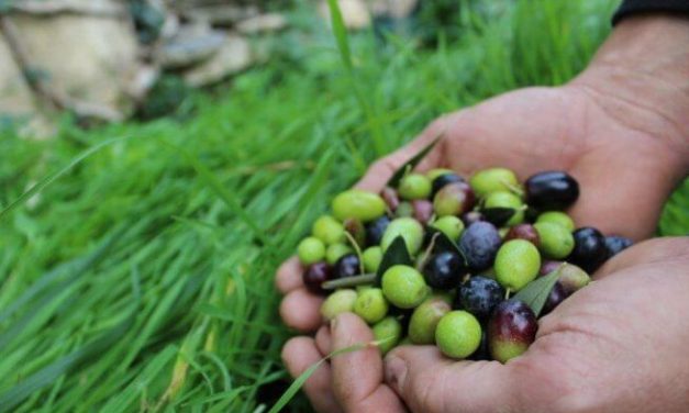 Ottima annata nel Ponente ligure per uva, olive, funghi e castagne