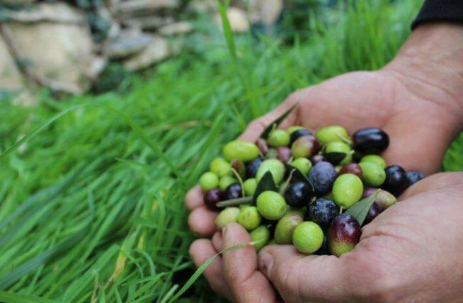 Ok del Ministero all’IGP delle Olive Taggiasce  diffuse nel Ponente Ligure