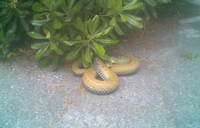 Imperia, topi e serpenti in piazza della Vittoria girano indisturbati?