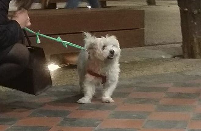 Un cane ritrovato a Diano Marina in via Milano
