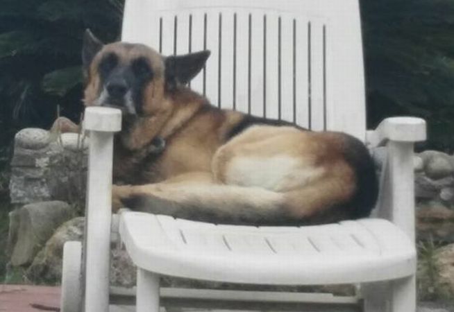 Alla periferia di Diano Marina sono scappati due cani, se qualcuno li vede chiami il 3332106194