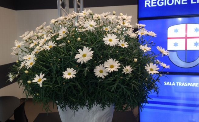 Nasce “Itala” la nuova margherita ligure dedicata a Sanremo e Italo Calvino