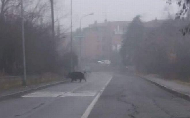 A Tortona grossi cinghiali in mezzo alle case a Città Giardino, in pieno pomeriggio. Abitanti  preoccupati