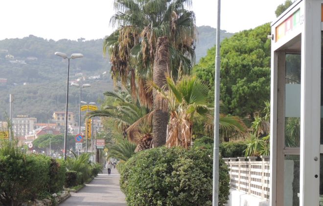 Il punteruolo rosso colpisce ancora e Diano Marina è costretta ad abbattere altre palme sull’Aurelia. Disagi per lunedì