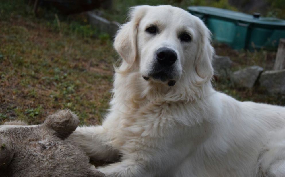 In Val Curone questo cane è morto perché ha mangiato polpette avvelenate. I Carabinieri cercano il responsabile che rischia grosso