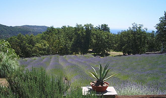 Il Territorio della Lavanda della Riviera dei Fiori al Salone di Saint Vincent
