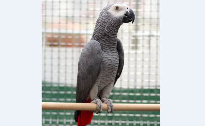 I carabinieri di Imperia invitano i cittadini a denunciare gli animali che hanno in casa e che fanno parte delle nuove specie protette