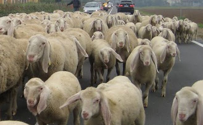 A Tortona per due volte un gregge di pecore blocca il traffico sulla statale, da non credere!