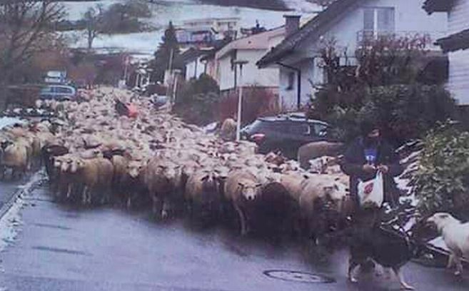 Pecore a Tortona, ci scrive una lettrice dalla Svizzera: con tolleranza e rispetto reciproci non ci sarebbero problemi