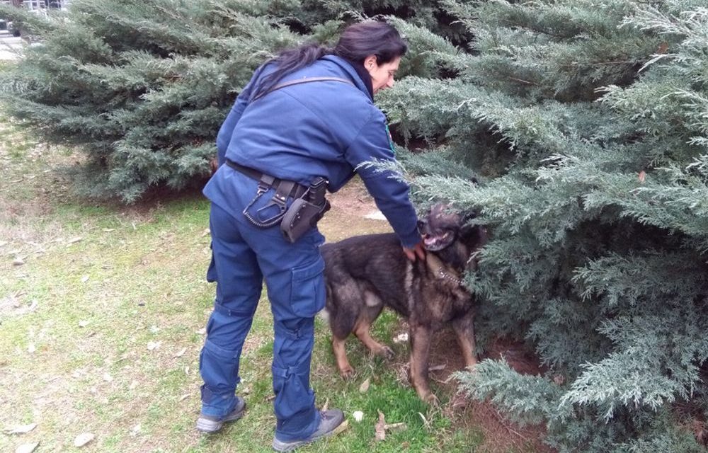 Operazione antidroga dei Vigili urbani ai giadini di Alessandria col cane Fox che trova un etto di Hashish