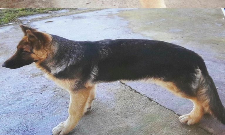 A Voghera rubano questo cane ammalato, che si chiama Ari ed é una femmina. L’appello per restituirlo ai proprietari