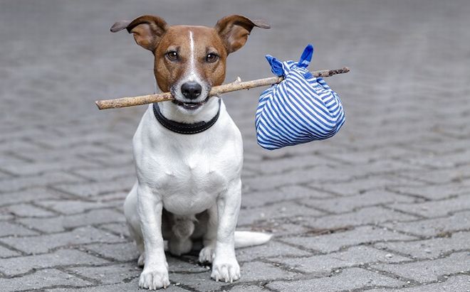 Diano Castello dà il via alla sterilizzazione dei cani e dei gatti randagi