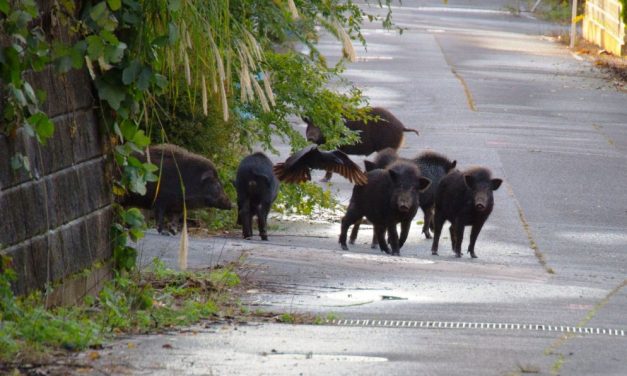 Allarme fauna selvatica nell’acquese in vista della Vendemmia