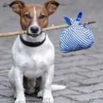 Tortona, cani tenuti in spazi inadeguati, multato con  il divieto di possedere animali per un cittadino