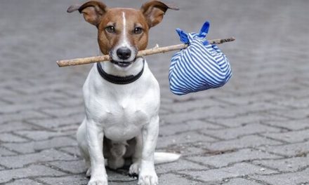Tortona, cani tenuti in spazi inadeguati, multato con  il divieto di possedere animali per un cittadino