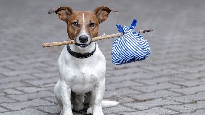 Il Comune di Alessandria lancia una campagna informativa contro l’abbandono degli animali