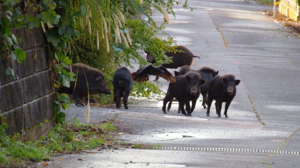 Nel Ponente Ligure è allarme cinghiali