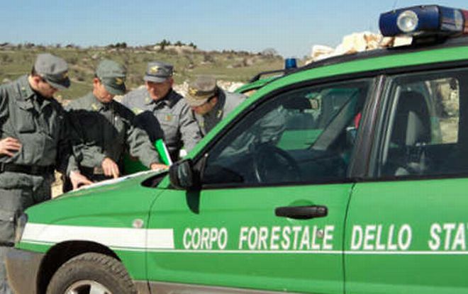 A Cipressa taglaino 300 Kg di piante abusivamente, multati dalla Forestale