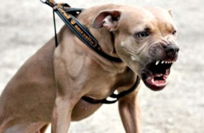 Il pitbull senza museruola azzanna due passanti che finiscono in ospedale, denunciato un uomo di Ozzano Monferrato