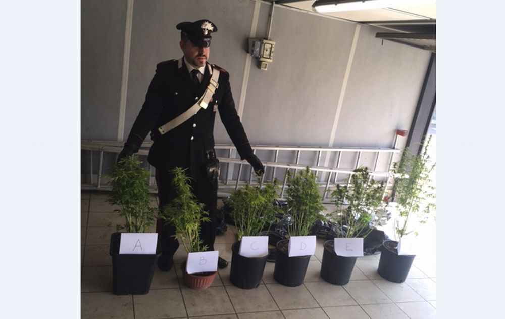 Predosa, coltiva della marijuana in casa, rubando energia elettrica: denunciato trentenne