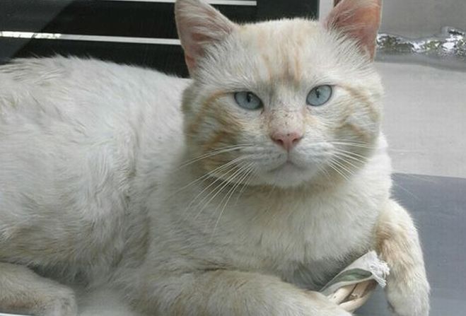 In via Diano Calderina a Imperia è scomparso questo gatto, se lo avete visto chiamate il 3479921858