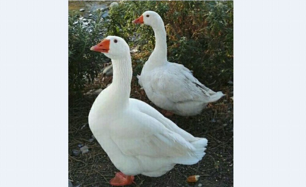 A Diano Marina un’oca “gridava” giorno e notte per la solitudine ma un dianese si è preso compassione e ne ha comperata una di tasca sua a Milano
