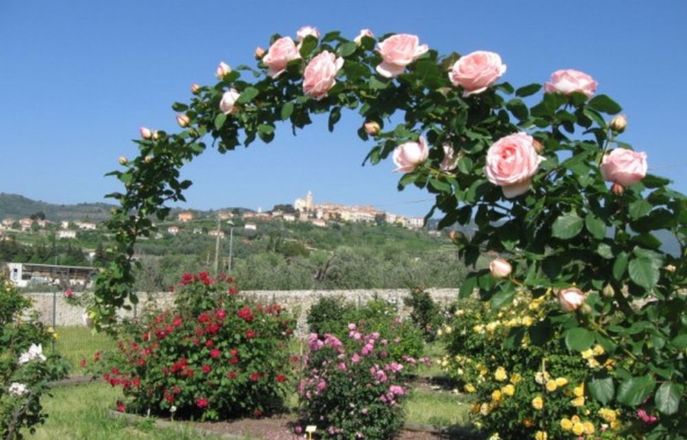 Al roseto Patrucco di Diano Castello 300 varietà di fiori e uno spettacolo da non perdere: visitarlo non costa nulla