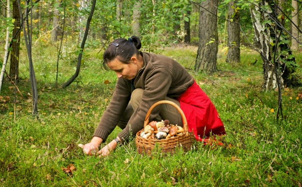 Intossicazioni e avvelenamenti causati da funghi: in ASL AL uno sportello di consulenza per i raccoglitori