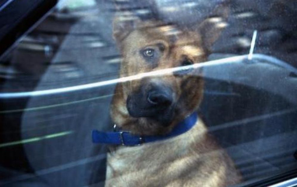 Chiude il cane in auto sotto il sole per oltre due ore, donna denunciata dalla Polizia di Stato di Casale Monferrato