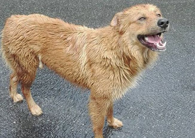 Diano Marina, questo cane sta vagando alla frazione di Diano Serreta: si è perso o è stato abbandonato da qualcuno?