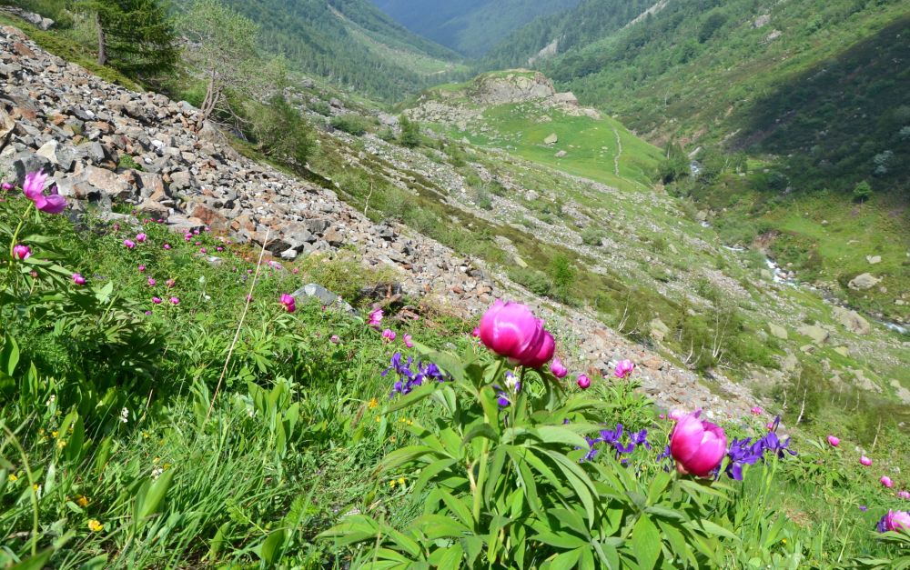 L’Endas di Imperia organizza due giorni di escursioni in Trekking alla scoperta della fioritura della Peonia