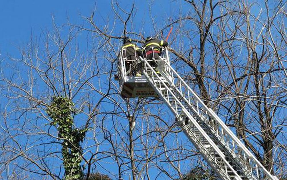Viguzzolo, i cani spingono un gatto sopra l’albero e lo presidiano per tutto il giorno, salvato dai Vigili del Fuoco