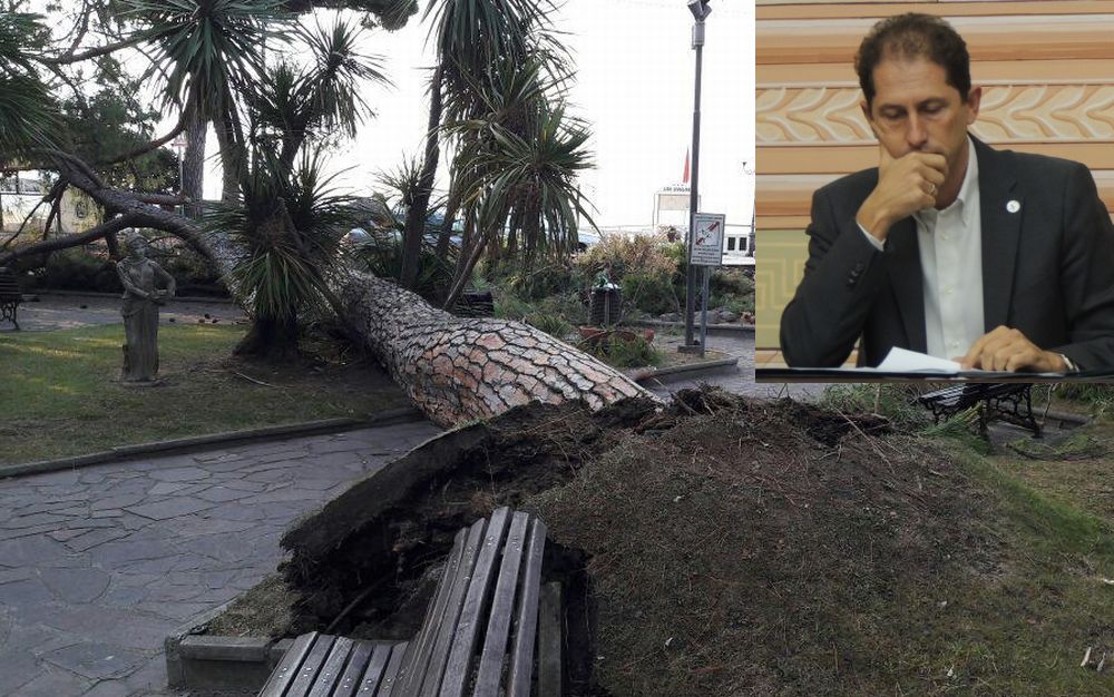 Za Garibaldi: “L’albero caduto a Diano marina era sorvegliato speciale e ce ne solo altri che controlliamo, ma questo era storto.”